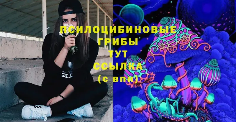 Галлюциногенные грибы Psilocybe  Шадринск 